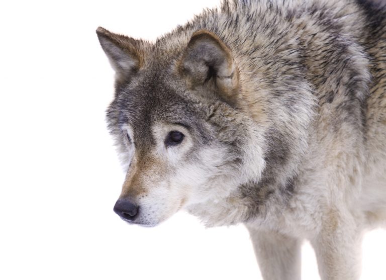Species Profile: The Gray Wolf