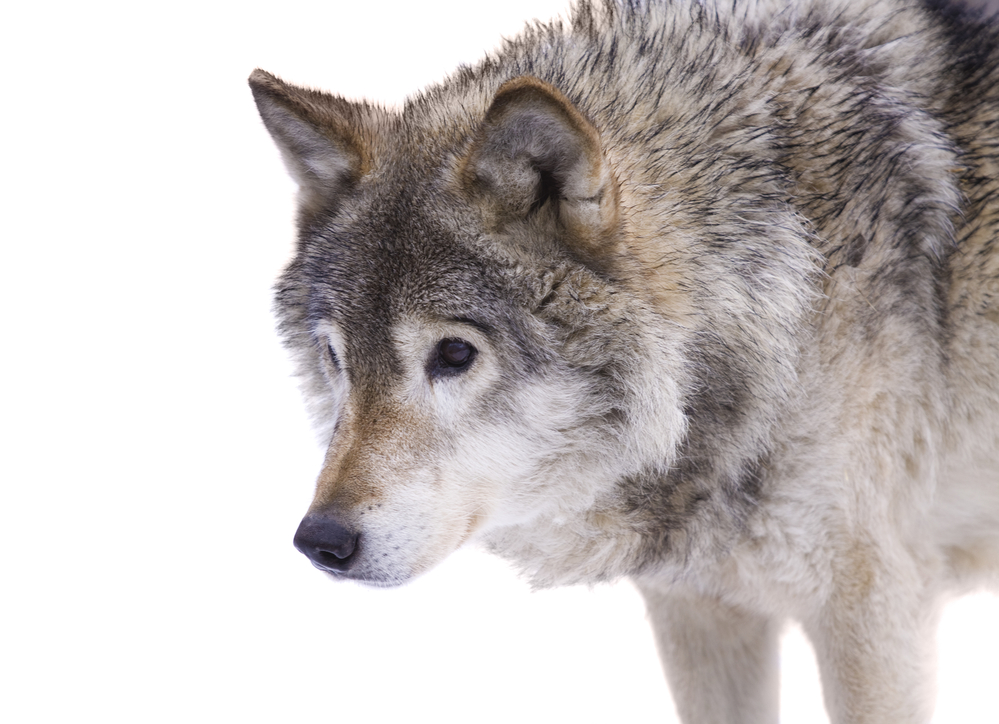 Closeup of the gray wolf