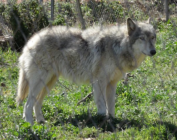 Wolf-dog hybrid