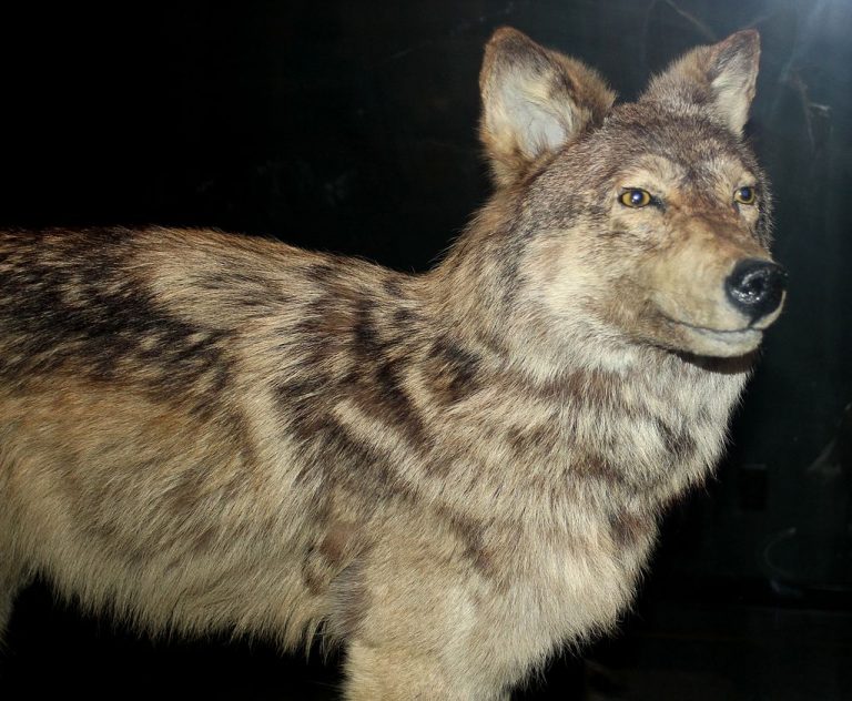 7 Extinct Wolf Species