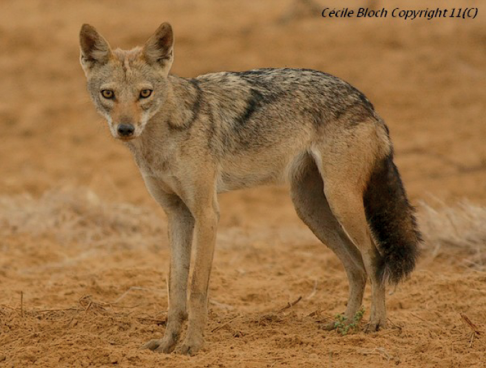 Species Profile: The African Golden Wolf