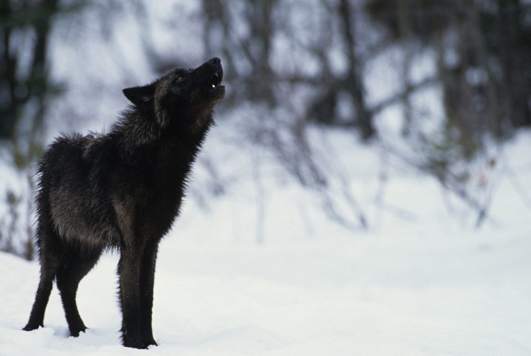 10 Facts About Wolves You Probably Didn’t Know