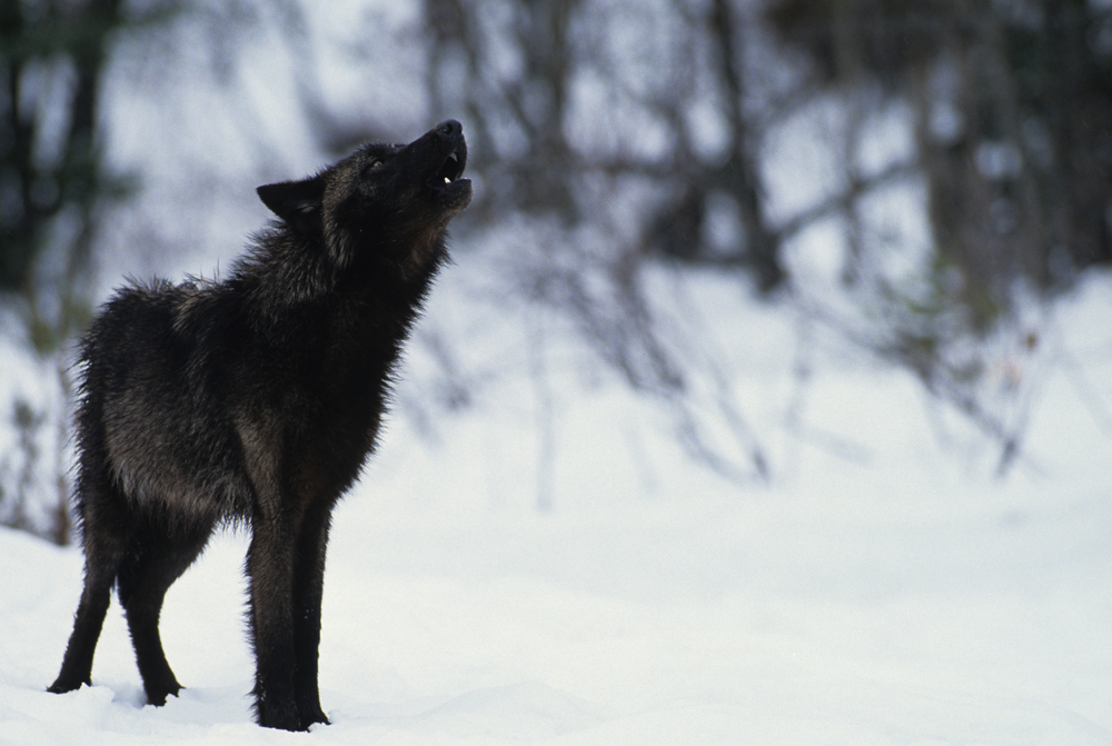 A Black Wolf: 10 Facts about wolves