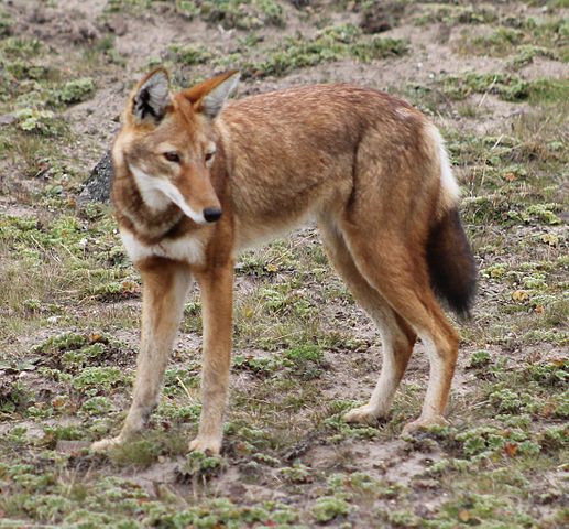 Species Profile: The Ethiopian Wolf