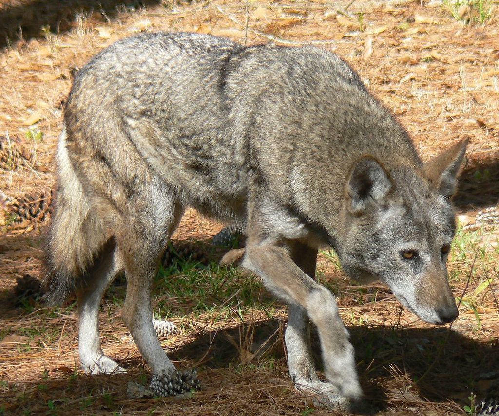 Red Wolf at Chehaw Park, Albany GA, USA