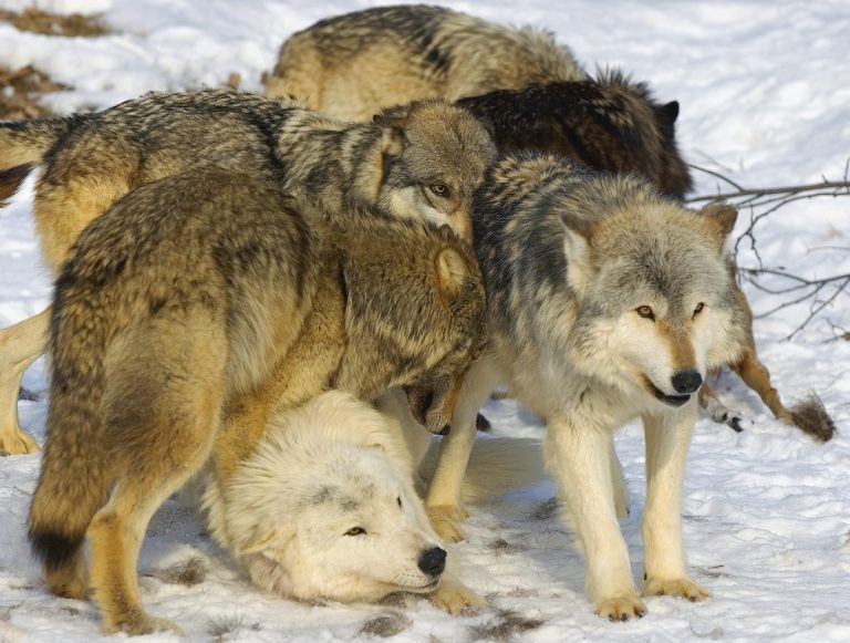 Wolves And The Wolf Pack Mentality