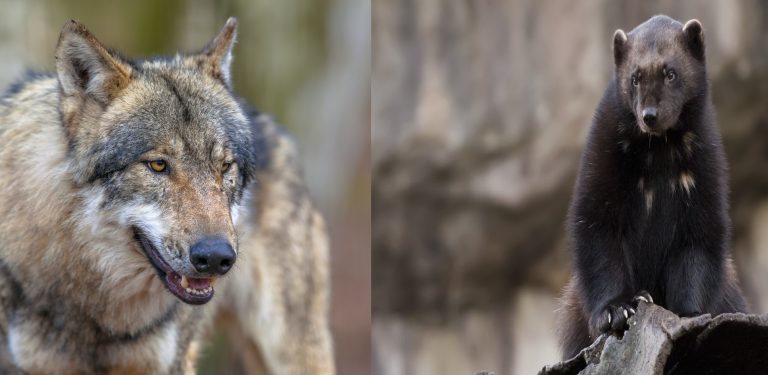 Wolves Versus Wolverines: An Analysis Of Two Land Predators