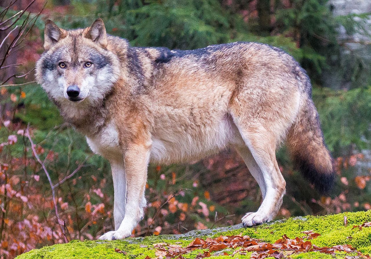 Eurasian Wolf Specimen In Bavaria, Germany: Russian Wolves