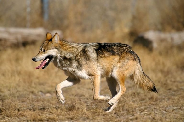 The Near Tragedy Of The Mexican Wolf