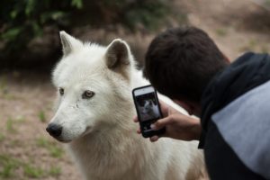 A Visitor With An Arctic Wolf In La Fleche Zoo, Loire Valley France.