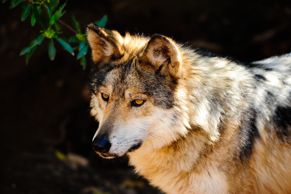 Mexican Gray wolf: wolf sanctuaries and reserves