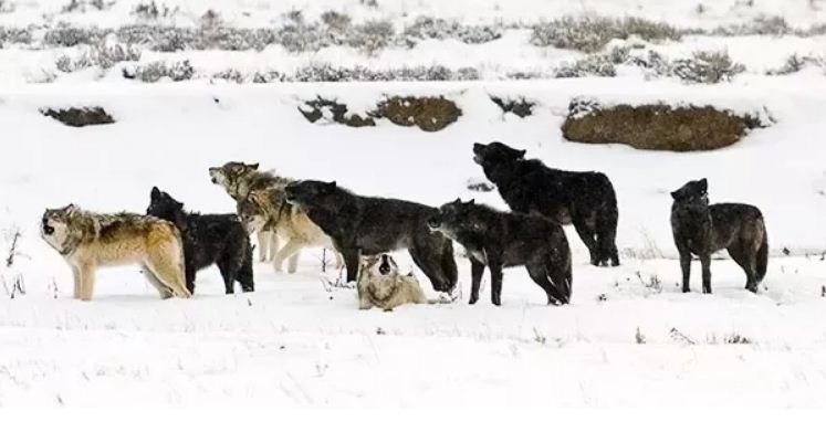 Members of the Yellowstone Druid Pack Back In The Day