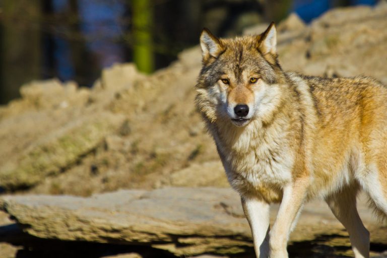 Basic Tips For Living With Wolves Safely