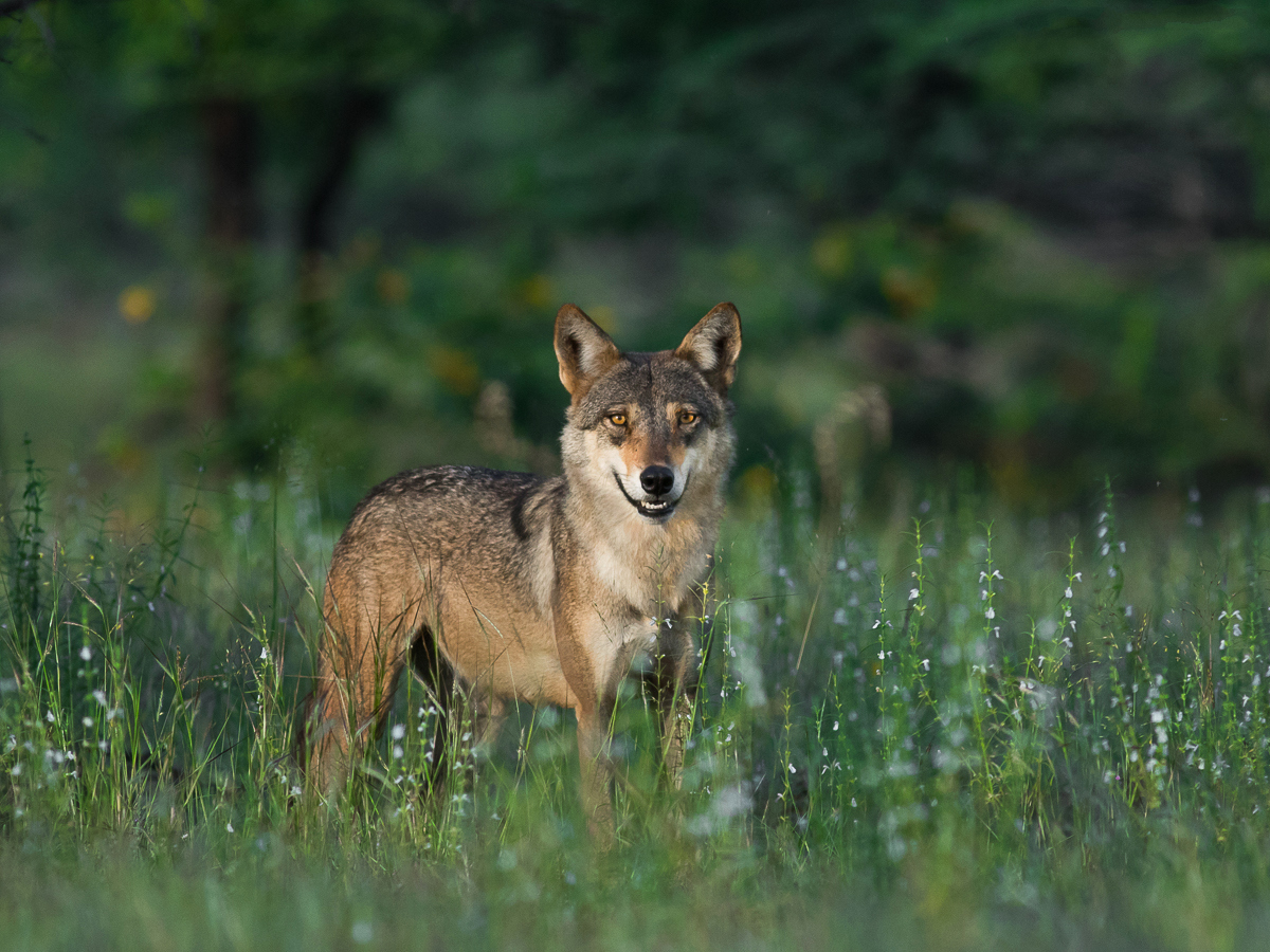 An Indian Wolf At
