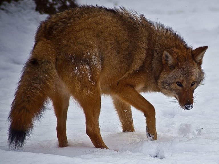Here’s How Coyote-Wolf Hybrids Are Taking Over North America
