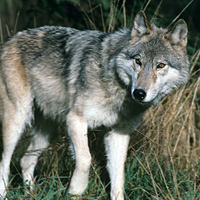 Eastern Wolf