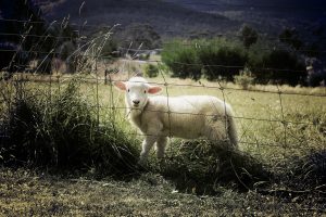 Lamb behind a barrier
