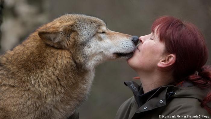 Tatjana Schneider With A Wolf: Women managing German Wolves