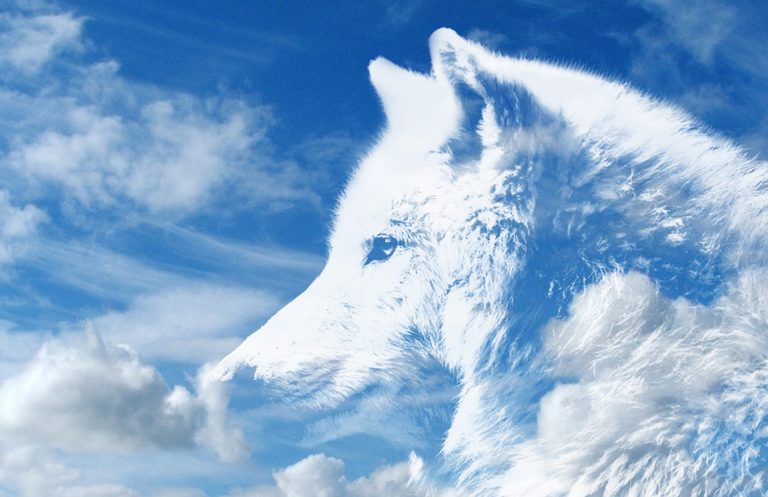 7 Reasons We Are So In Love With Wolves