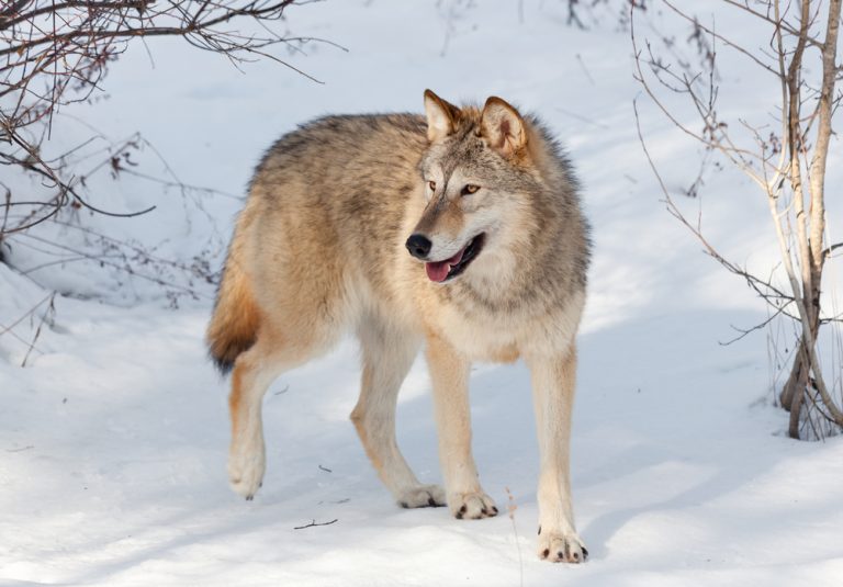 Wolves Return To Denmark After 200 Years Of Absence