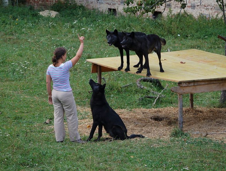 Domesticating Wolves: Why Did Humans Do It? Are There Any Consequences?