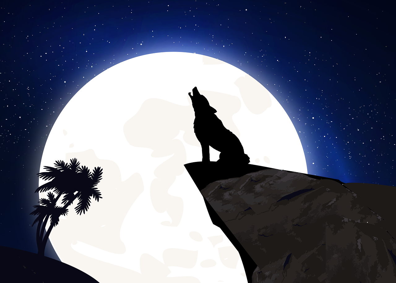 Do wolves howl at the moon ?