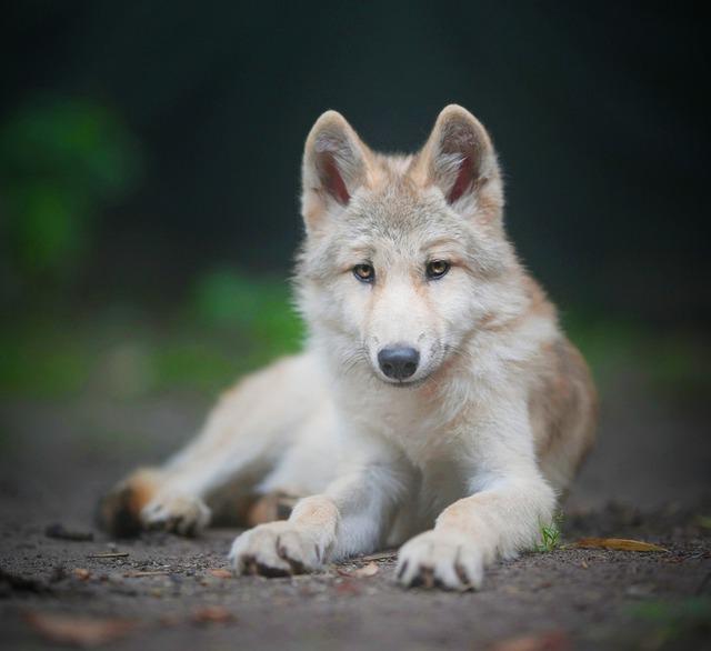 Wolf Therapy for Teens and Adults
