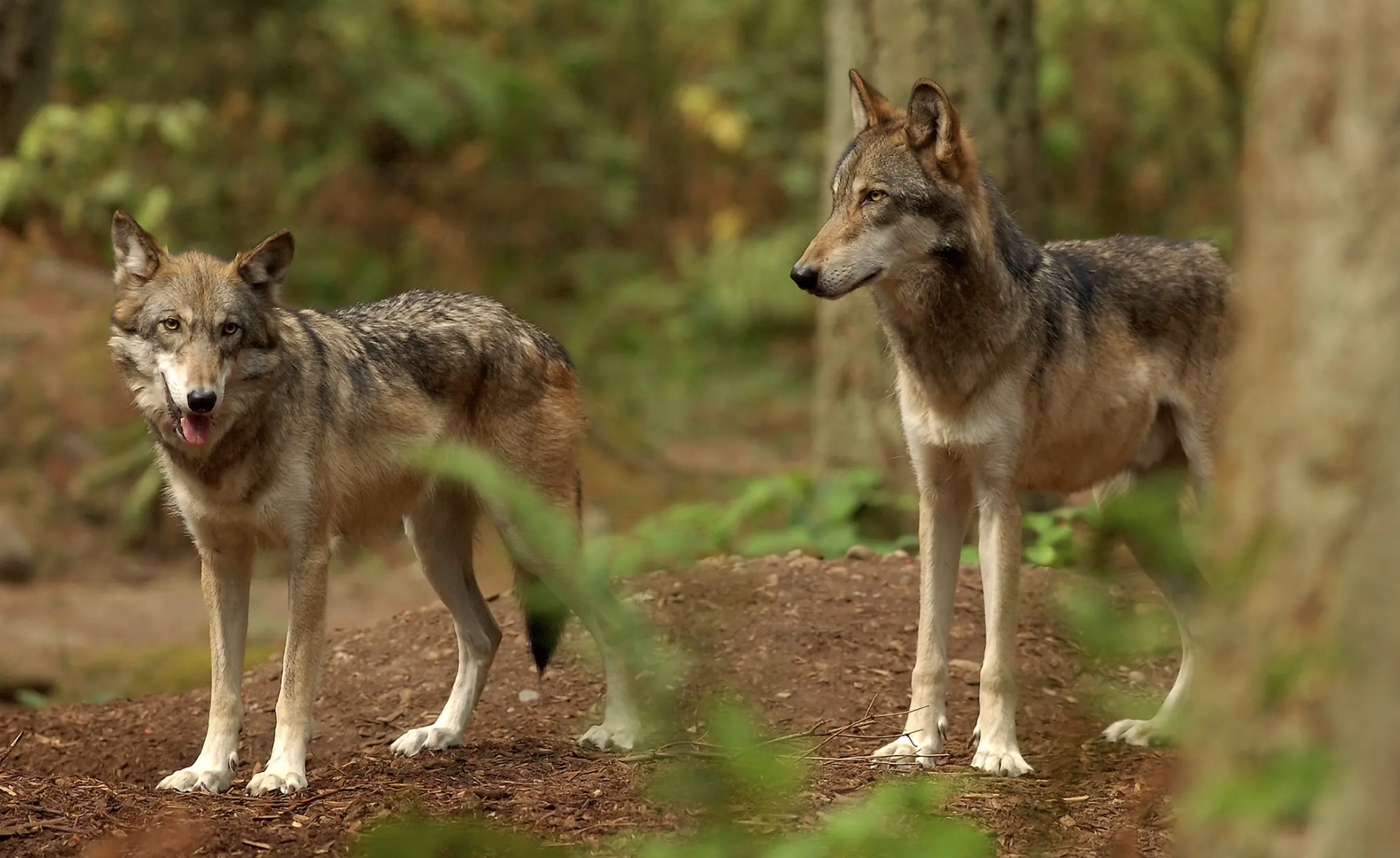 six gray wolves were poisoned